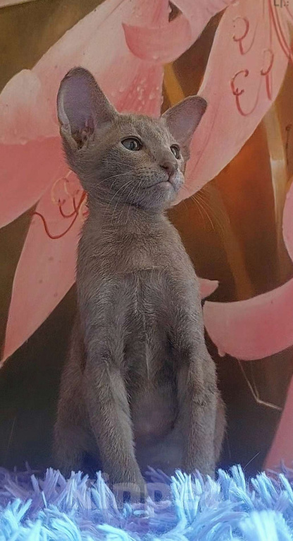 Кошки в Волгограде: Ориентальные котята в современном типе Мальчик, Бесплатно - фото 2