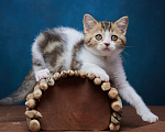 Кошки в Барнауле: Котик-страйт Вальтер🧡 Мальчик, Бесплатно - фото 8