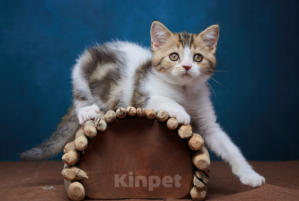 Кошки в Барнауле: Котик-страйт Вальтер🧡 Мальчик, Бесплатно - фото 8