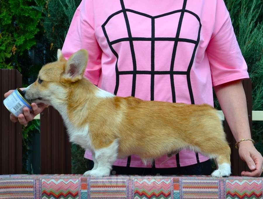 Собаки в Липецке: Липстар Альберто Леони Мальчик, Бесплатно - фото 4