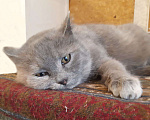 Кошки в Нижнем Новгороде: Красивая и ласковая кошка ищет постоянный дом Девочка, 10 руб. - фото 4