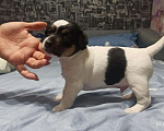 Собаки в Краснодаре: Чистопородные щенки Джек Рассел Терьера Девочка, 20 000 руб. - фото 1