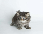 Кошки в Ливны: Сибирские котята резерв, 9 999 руб. - фото 4