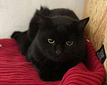 Кошки в Советске (Калининградская область): Чёрный кот в добрые руки, Бесплатно - фото 1