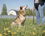 Собаки в Бронницах: Нежнющий Купер Мальчик, Бесплатно - фото 16