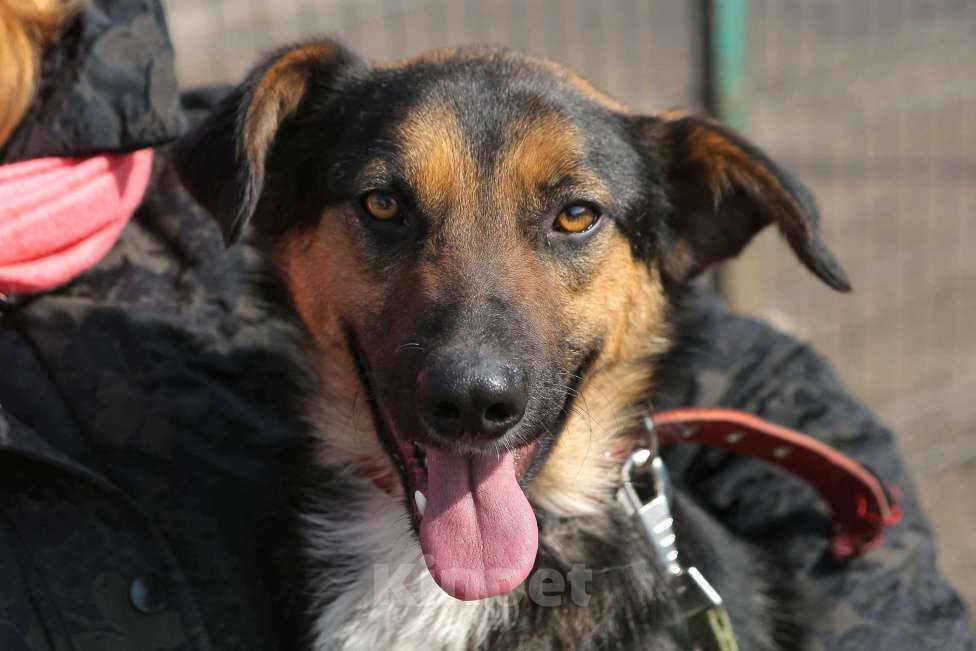 Собаки в Санкт-Петербурге: Отдам собаку бесплатно. Мальчик, Бесплатно - фото 6