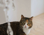 Кошки в Екатеринбурге: Кошка Глэйс ищет дом Девочка, 1 руб. - фото 2