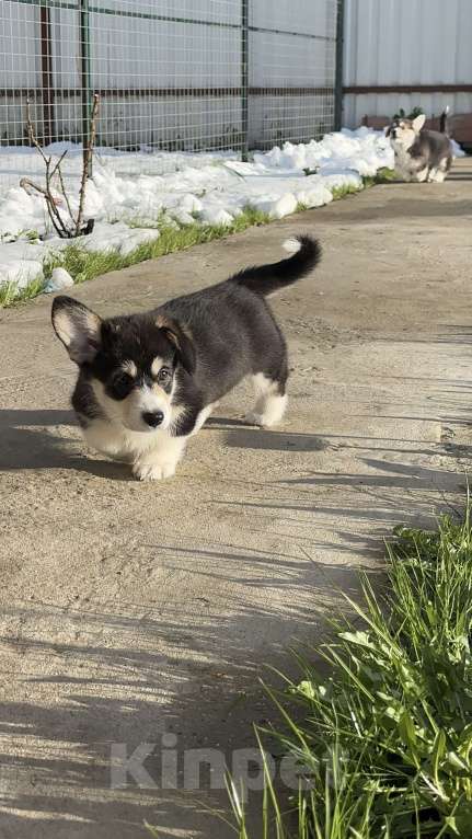 Собаки в Москве: Коржики  Мальчик, Бесплатно - фото 9