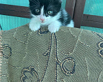 Кошки в Магнитогорске: Котята бесплатно Девочка, Бесплатно - фото 7