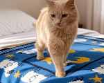 Кошки в Санкт-Петербурге: Котики Девочка, Бесплатно - фото 5
