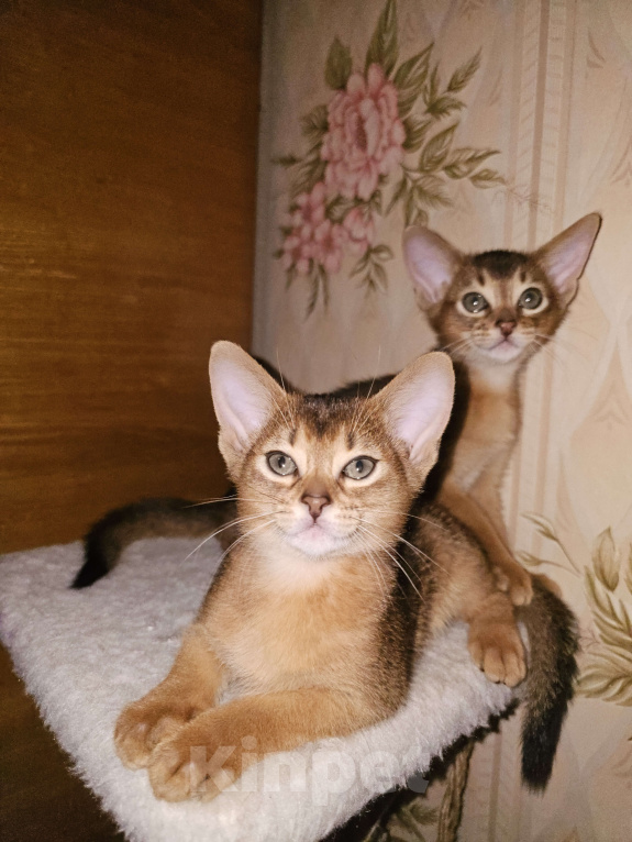 Кошки в Рузе: Абиссинские котята Разнополые, 70 000 руб. - фото 4