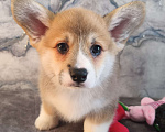 Собаки в других городах Краснодарского края: Очаровашки коржики Мальчик, 35 000 руб. - фото 4
