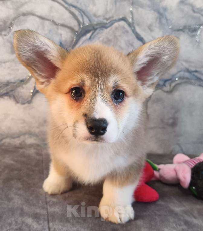 Собаки в других городах Краснодарского края: Очаровашки коржики Мальчик, 35 000 руб. - фото 4