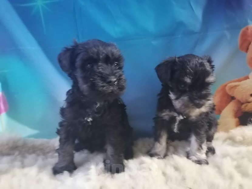 Собаки в Санкт-Петербурге: Девочка цвергшнауцера чёрная с серебром. Девочка, 40 000 руб. - фото 4