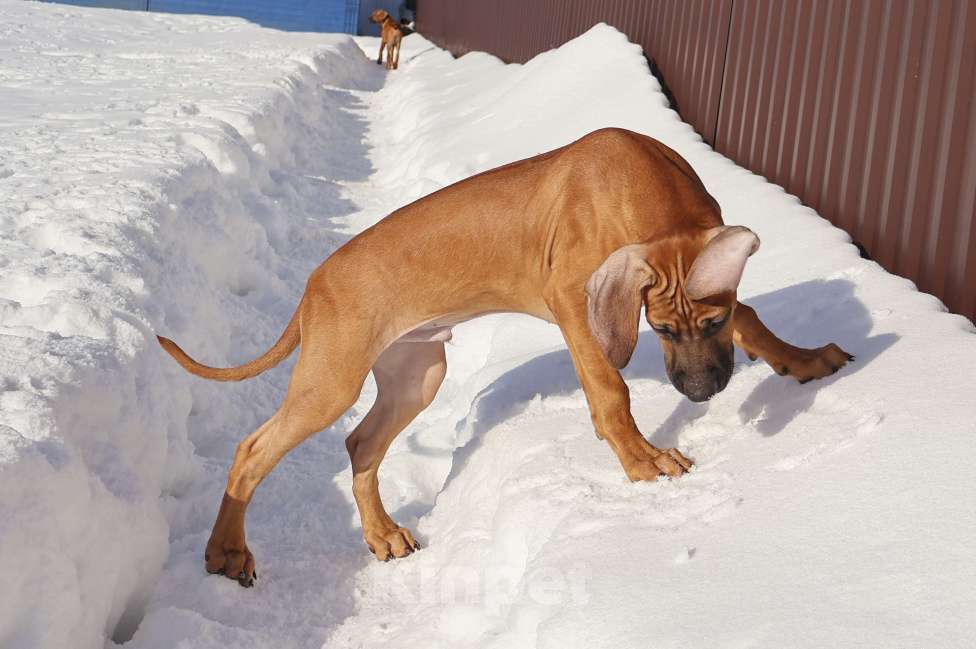 Собаки в Москве: Мальчик Родезийского Риджбека Мальчик, Бесплатно - фото 5