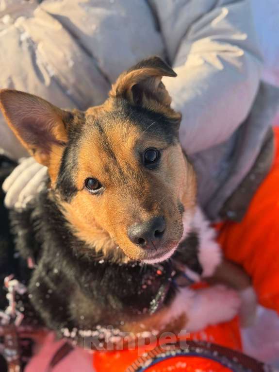 Собаки в Москве: Щенок 5 месяцев Моцарт очень нуждается в доме Мальчик, Бесплатно - фото 7