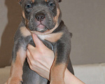 Собаки в Фрязино: Щенок Американский булли Мальчик, Бесплатно - фото 1