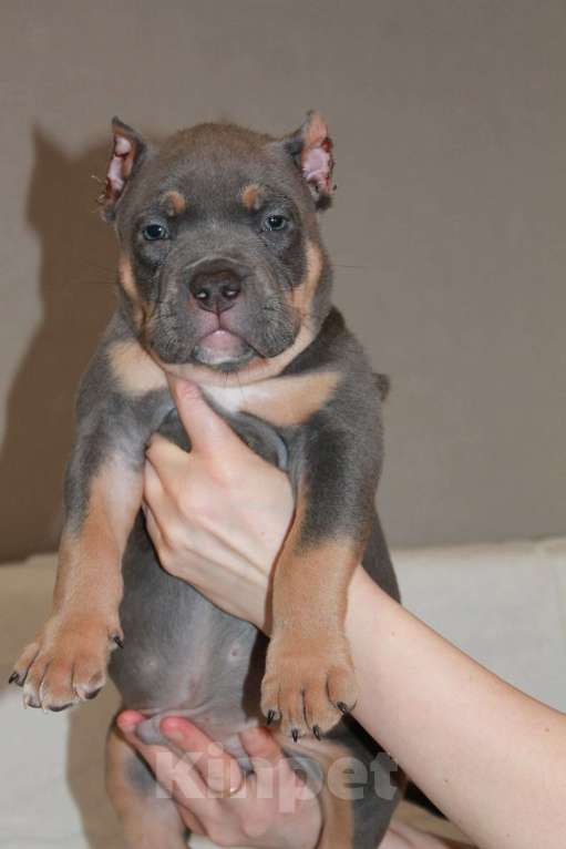 Собаки в Фрязино: Щенок Американский булли Мальчик, Бесплатно - фото 1