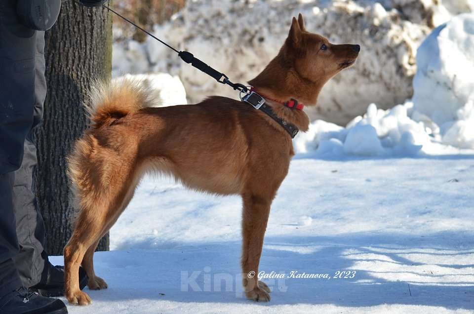 Собаки в Рязани: Сука Карельской лайки от рабочих родителей  Девочка, 40 000 руб. - фото 1