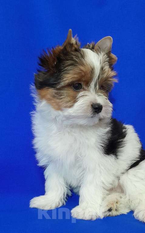 Собаки в Москве: Мальчик не крупный Мальчик, 50 000 руб. - фото 6