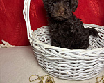Собаки в Москве: Той  пудель-   Шоколадный  Мальчик Мальчик, 55 000 руб. - фото 2