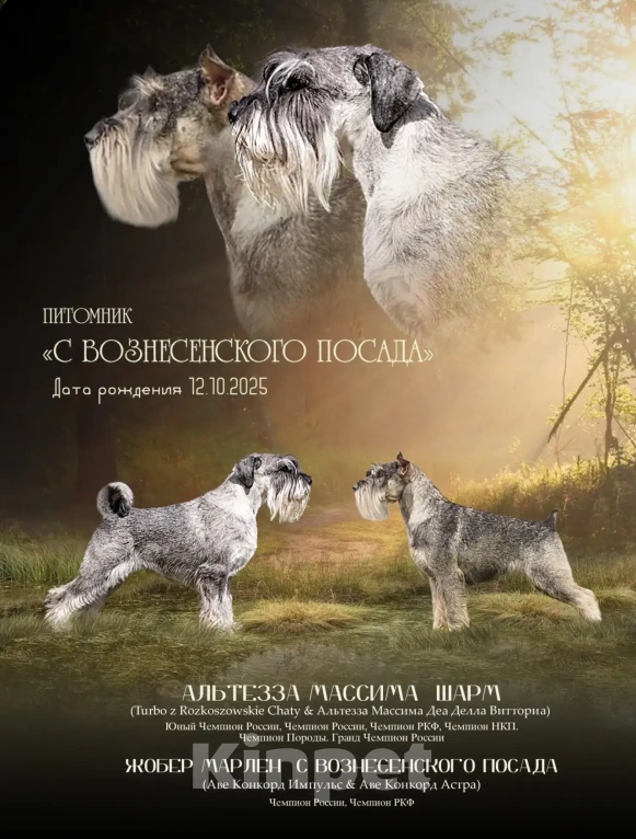 Собаки в Иваново: Миттельшнауцера красивые щенки Мальчик, 40 000 руб. - фото 1