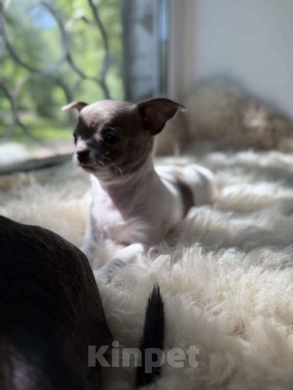 Собаки в Самаре: Луна Девочка, 30 000 руб. - фото 4