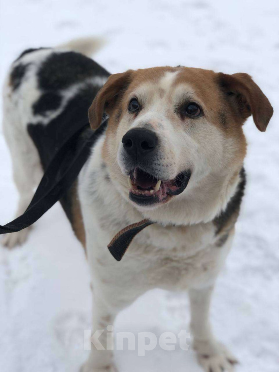 Собаки в Москве: Очаровательный бывшедомашний Варяг заждался свою семью Мальчик, Бесплатно - фото 1