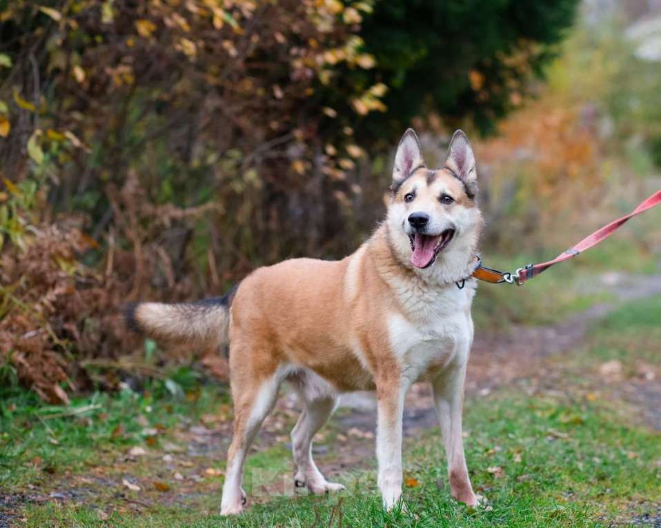 Собаки в Санкт-Петербурге: Красивый активный пёс Маффин ищет дом Мальчик, Бесплатно - фото 1
