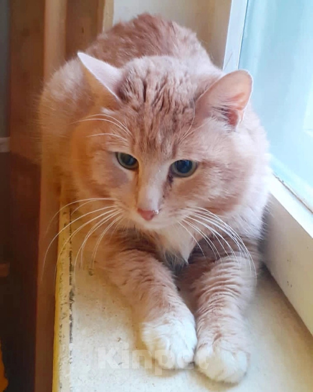 Кошки в Москве: Матис ждет семью Мальчик, Бесплатно - фото 2