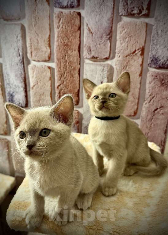 Кошки в Москве: Бурманские котята Мальчик, 70 000 руб. - фото 6