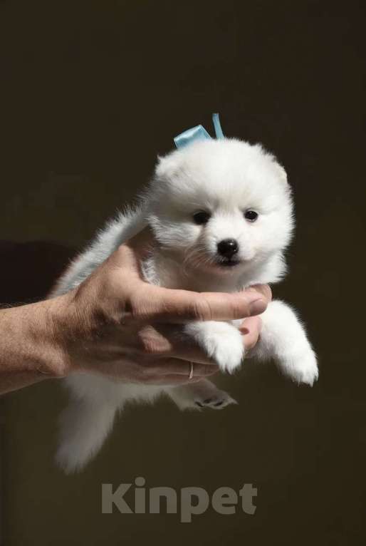 Собаки в Нефтекамске: Японский шпиц Девочка, 35 000 руб. - фото 3