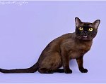 Кошки в Ростове-на-Дону: Американская Бурма котята Мальчик, Бесплатно - фото 8