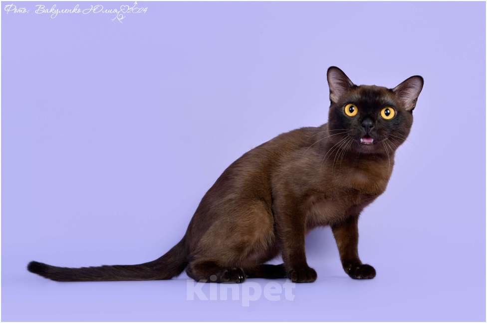 Кошки в Ростове-на-Дону: Американская Бурма котята Мальчик, Бесплатно - фото 8