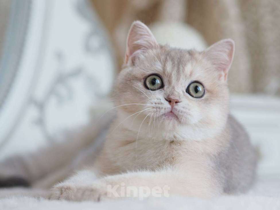 Кошки в Москве: Британская девочка Аура Девочка, 100 000 руб. - фото 6