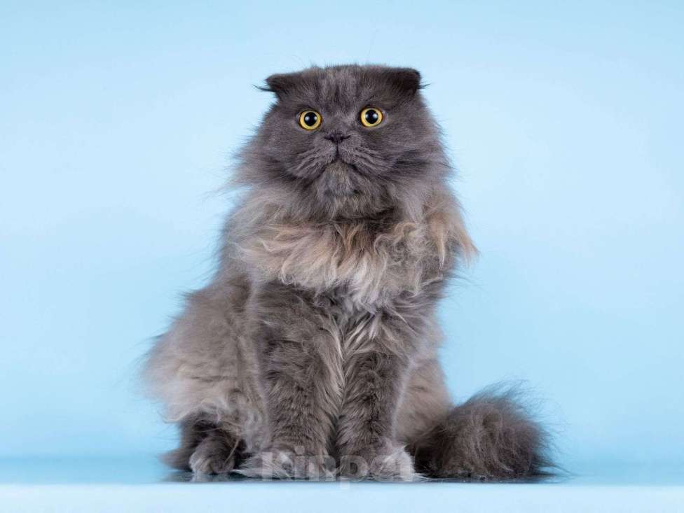 Кошки в Москве: Ласковый кот Помпон в добрые руки Мальчик, Бесплатно - фото 5