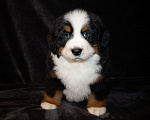 Собаки в других городах Московской области: Бернский зенненхунд Девочка, 50 000 руб. - фото 3