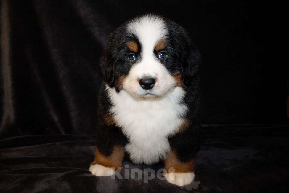 Собаки в других городах Московской области: Бернский зенненхунд Девочка, 50 000 руб. - фото 3