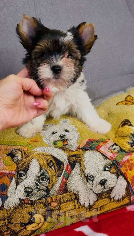 Собаки в Симферополе: бивер терьер Мальчик, 70 000 руб. - фото 2