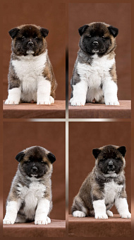  Щенки Американская акита 