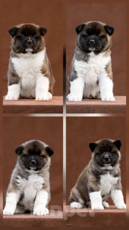 Собаки в Москве:  Щенки Американская акита  Мальчик, 80 000 руб. - фото 1