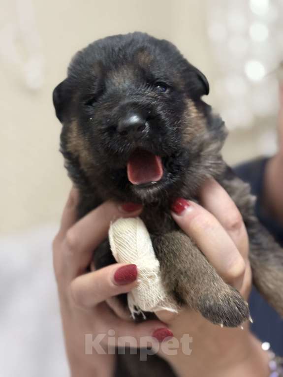 Собаки в Хабаровске: Щенки немецкой овчарки  Мальчик, 45 000 руб. - фото 2