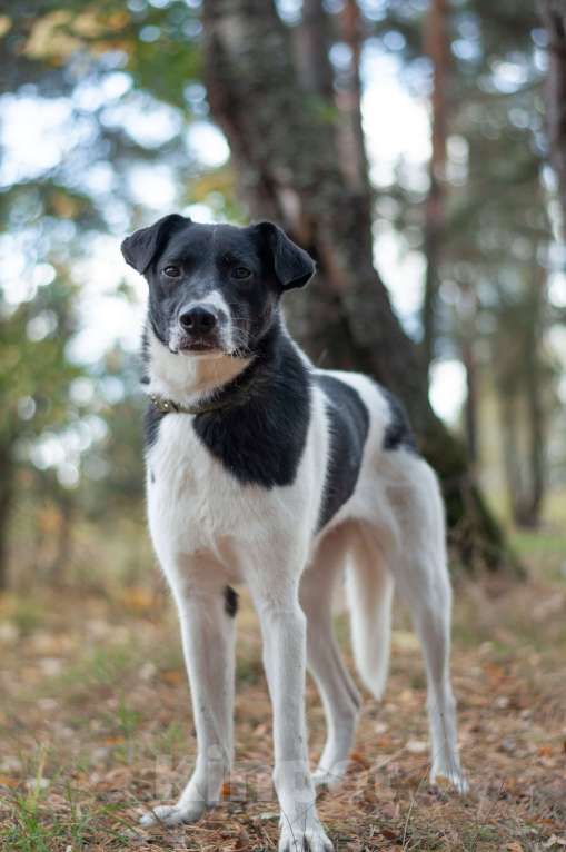 Собаки в Ногинске: Клэр Девочка, Бесплатно - фото 1