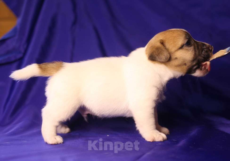 Собаки в Всеволожске: Щенок джек рассел терьера гладкий Мальчик, 50 000 руб. - фото 3