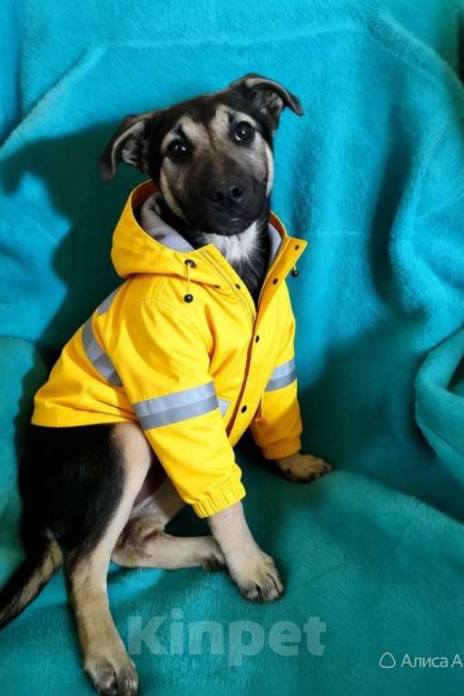 Собаки в Санкт-Петербурге: Маленькая Лила ищет большую и любящую семью Девочка, Бесплатно - фото 2