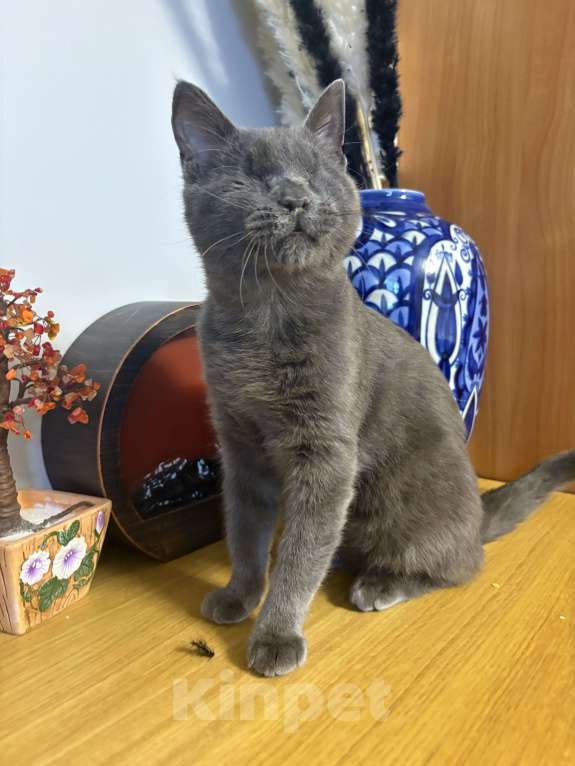 Кошки в Санкт-Петербурге: Особенный котенок в добрые руки Мальчик, Бесплатно - фото 1