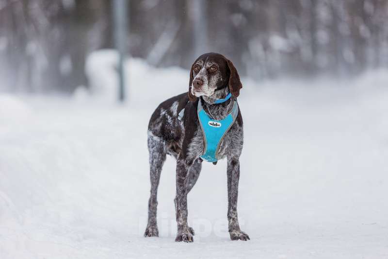 Собаки в Москве: Девочка Курцхаар по имени Мона в добрые руки Девочка, 1 руб. - фото 5