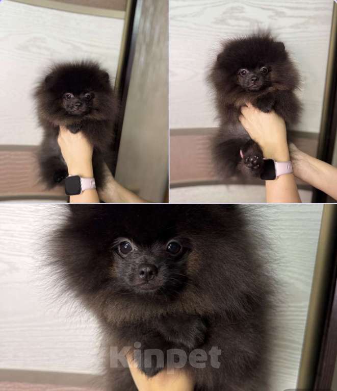 Собаки в Москве: Щенки померанский шпиц, кобель, черный Мальчик, 90 000 руб. - фото 6