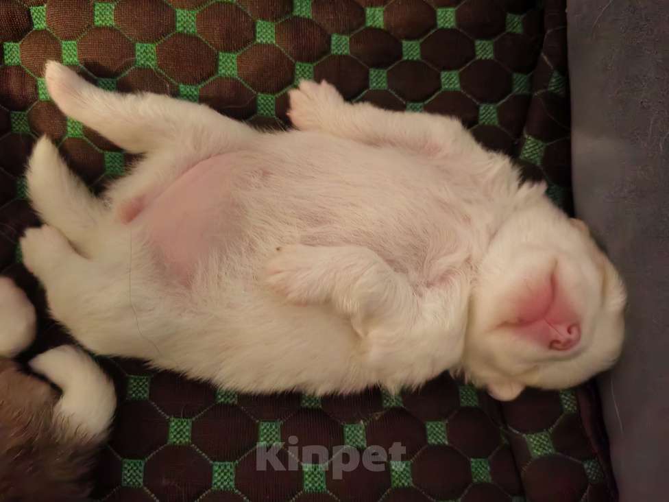 Собаки в Самаре: Немецкий шпиц Девочка, 50 000 руб. - фото 3