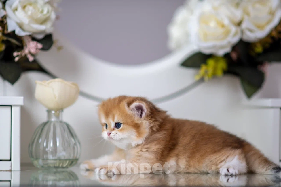 Кошки в Балашихе: Красивая британская девочка Белоснежка Девочка, 70 000 руб. - фото 4